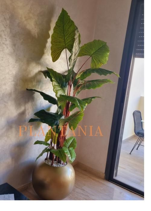 Plante artificielle - PLANTANIA - Alocassia - 180 cm - Vert bordeau - Réaliste