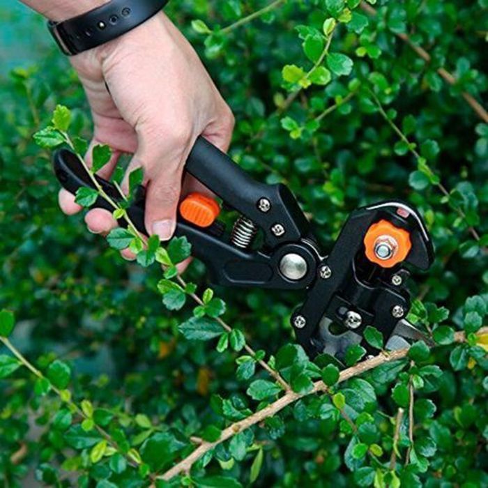 Cisailles de jardinage professionnelles pour les arbres, cisailles de greffage