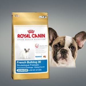 French bulldog junior 3kg